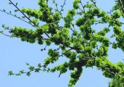 榆树如何培养生长快的枝条（榆树如何培养生长快的枝条视频）