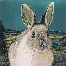11月初生肖兔爱情运（11月出生的兔）,11月初生肖兔爱情运（11月出生的兔）,第1张